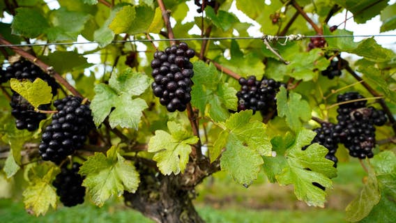 Employee death at Healdsburg winery under investigation