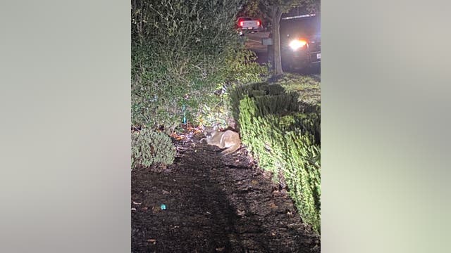 Mountain lion found lounging in front yard of Santa Rosa home safely captured