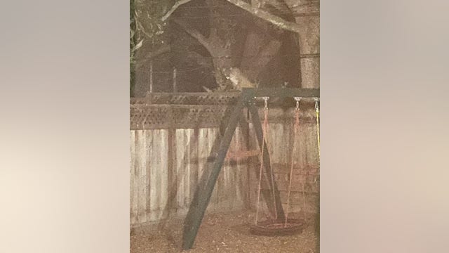 Mountain lion spotted in backyard of San Mateo home