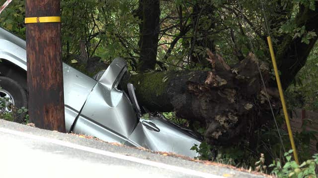 Falling tree crushes driver to death in Felton
