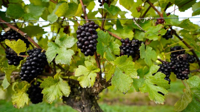 Employee death at Healdsburg winery under investigation