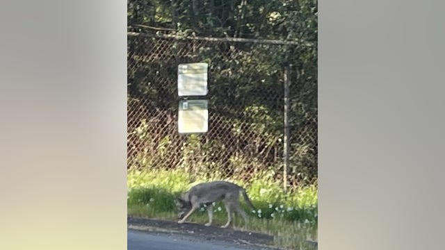 Oakland residents react to help stop coyotes from being fed in their neighborhood