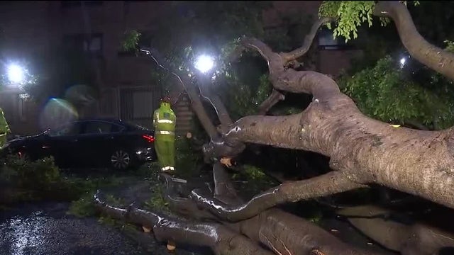 Massive tree falls in San Francisco's Pacific Heights neighborhood