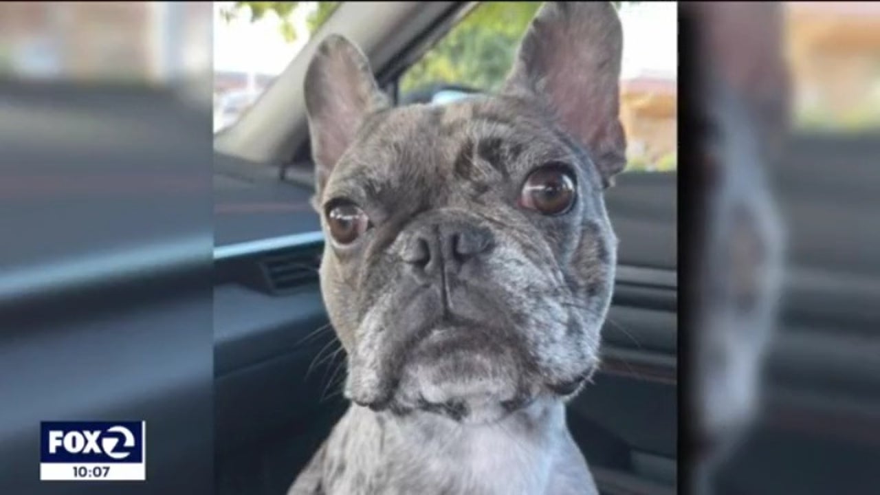 French Bulldog Stolen From Car in Oakland – NBC Bay Area