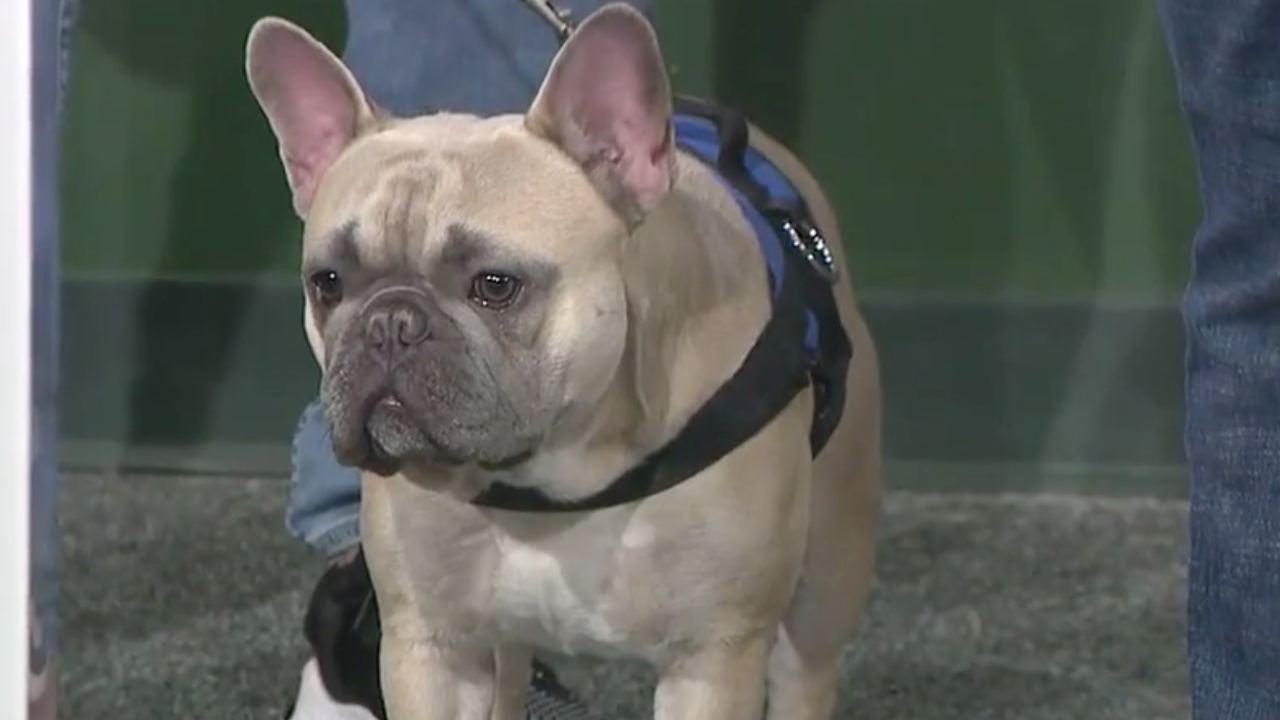 french bulldog leads