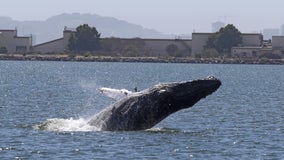 Whales off California coast delay commercial crab season