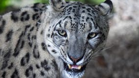 3 snow leopards die from COVID-19 complications at Nebraska zoo