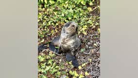 Northern fur seal pup almost hit by cars in San Rafael