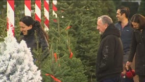 Christmas tree shortage due to summer heat wave and wildfires