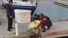 Drowning coyote rescued in San Francisco Bay