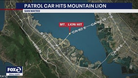San Mateo police patrol vehicle collides with mountain lion on SR-92