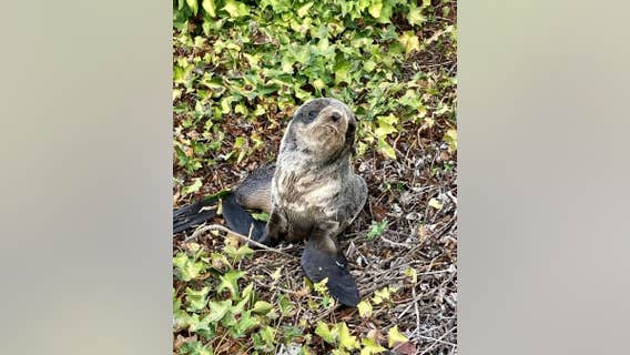 Northern fur seal pup almost hit by cars in San Rafael