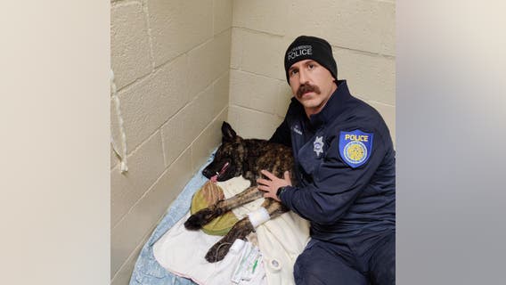 Sacramento K-9 stabbed during confrontation, expected to recover