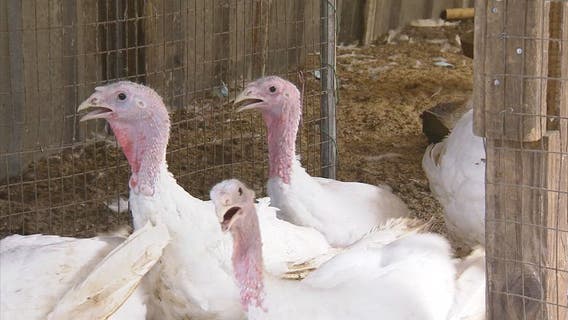 Florida city cancels annual turkey shoot as price of birds doubles