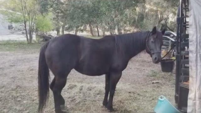 'I have no words": Couple mourns beloved horse shot, killed inside enclosure