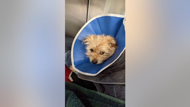 Police arrest man accused of unprovoked stabbing of dog in Bayview District