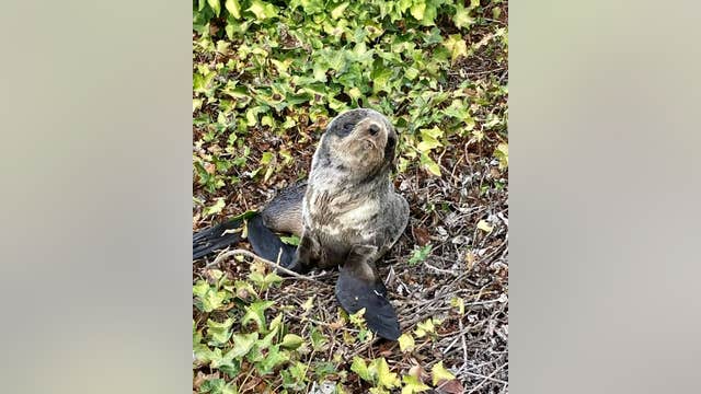 Northern fur seal pup almost hit by cars in San Rafael