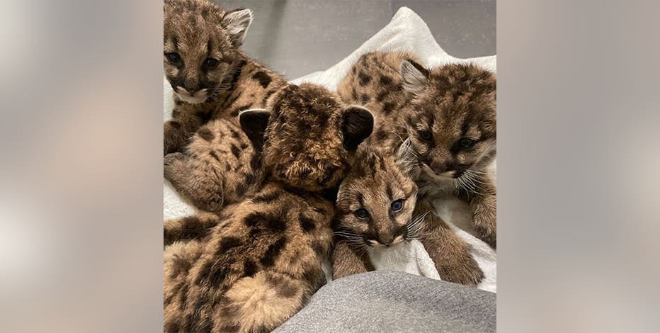 Orphaned, malnourished baby pumas find new home at Memphis Zoo