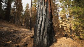 Sequoia National Park opens Giant Forest that survived fire