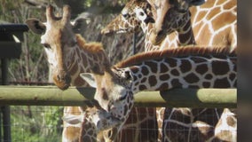 New giraffe at Safari West named after 49er wide receiver