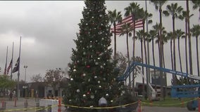 Christmas tree in Jack London Square repaired after being torched