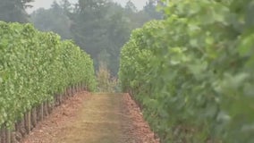 Napa winemaker turns smoke-tainted grapes into vodka
