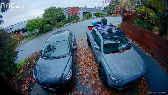 Mountain lion spotted on camera outside San Mateo home