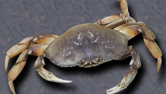 Crab fishing closures recommended after whale entanglements