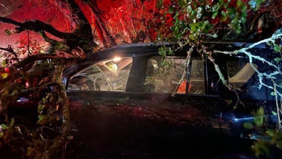 Dramatic photos show car damaged by toppled tree in Oakland
