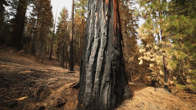 Sequoia National Park opens Giant Forest that survived fire