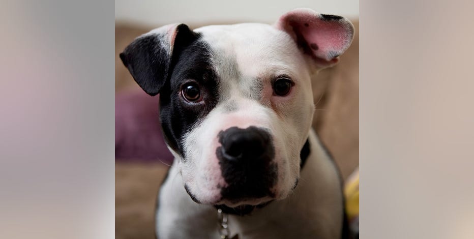 The last of 48 dogs rescued from Michael Vick's fighting ring dies