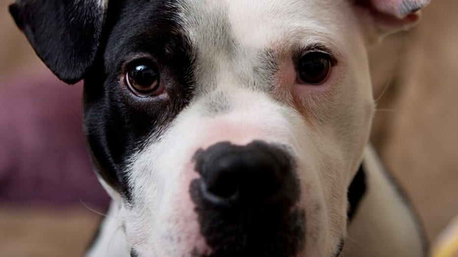 Last Surviving Dog Rescued From Ex-NFL Michael Vick's Dog Fighting Ring ...