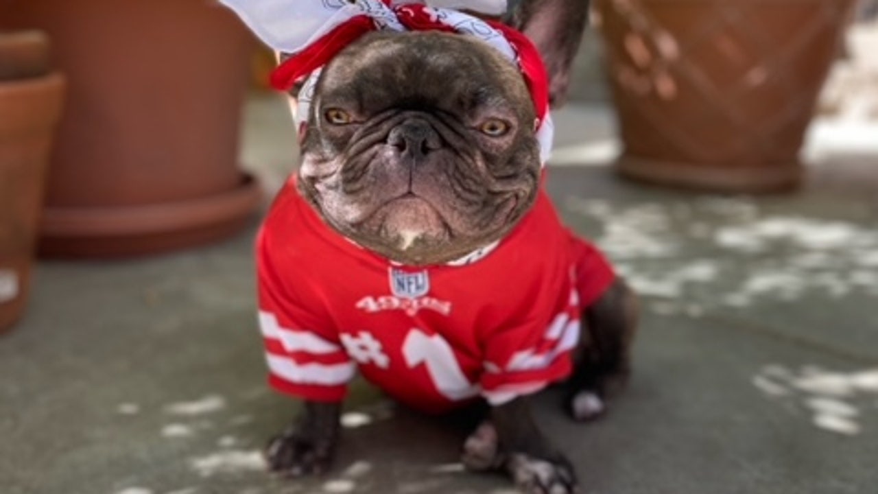 49ers four-legged fan base, 'Frenchie 