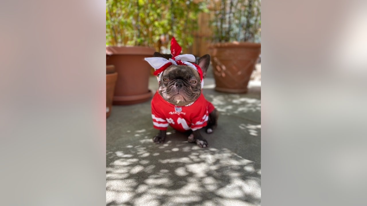 49ers four-legged fan base, 'Frenchie Faithful' offers team unique support