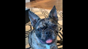 French bulldog stolen from owner in SF Marina New Year's Day robbery, police say
