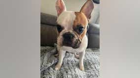 Armed suspects take French bulldog from Castro Valley family, return to steal car