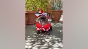 49ers four-legged fan base, 'Frenchie Faithful' offers team unique support