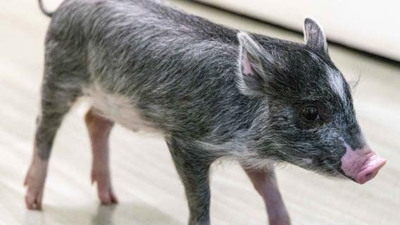 Little piggy found wandering Pleasanton streets