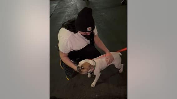 French bulldog reunites with Castro Valley owners after armed robbery