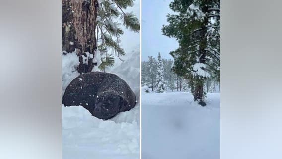 Dog lost during Caldor Fire reunited months later with owner