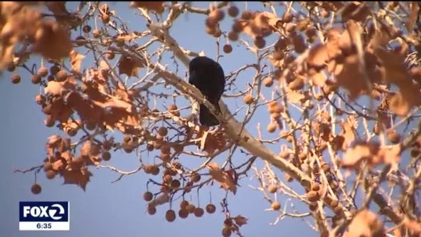 Sunnyvale deploys laser, crow effigies to disperse pesky bird population