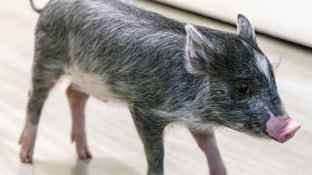 Little piggy found wandering Pleasanton streets