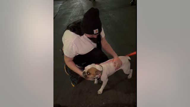 French bulldog reunites with Castro Valley owners after armed robbery