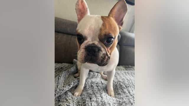 Armed suspects take French bulldog from Castro Valley family, return to steal car