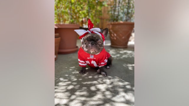 49ers four-legged fan base, 'Frenchie Faithful' offers team unique support