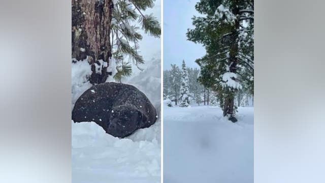 Dog lost during Caldor Fire reunited months later with owner