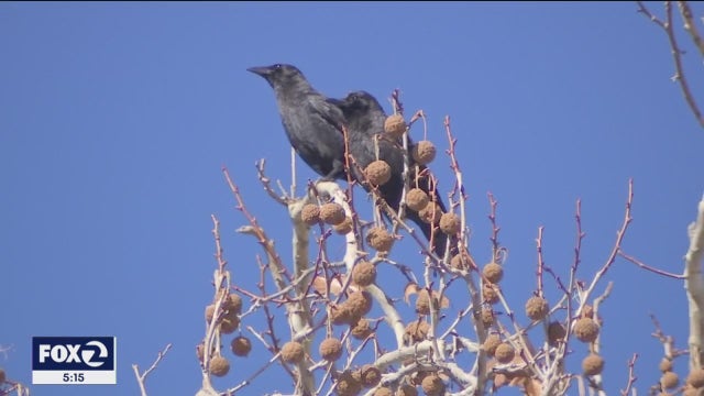 South Bay city turns to lasers to scare off pesky crows