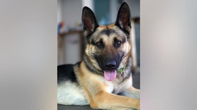 Dognapper snatches service dog in San Francisco