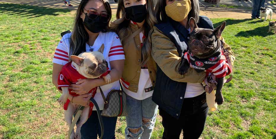 49ers four-legged fan base, 'Frenchie Faithful' offers team unique support