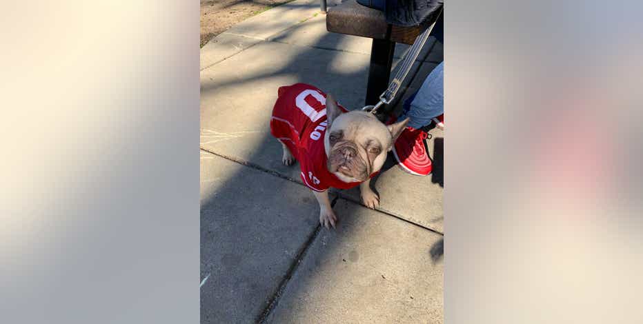 Meet the San Francisco 49er's Secret Weapon—a French Bulldog